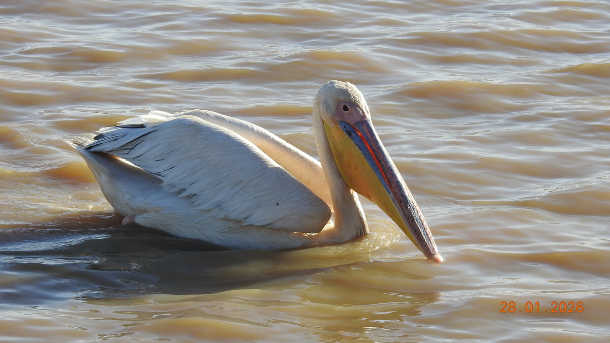 Great White Pelican